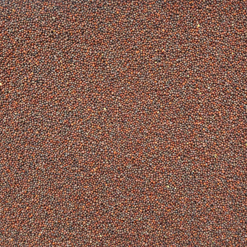 ORGANIC BROCCOLI SEEDS, sprouting