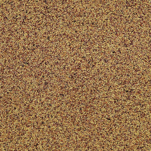 ORGANIC RED CLOVER SEED, sprouting