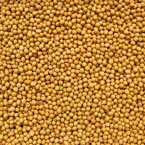 ORGANIC SOY BEANS
